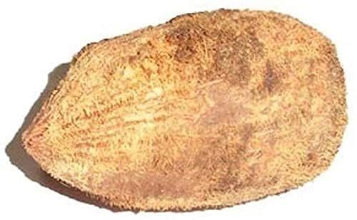 Pujahome Ekakshee/Ekakshi Nariyal/One Eye Coconut for Pooja Vastu & Fengshui (Pack of 2)