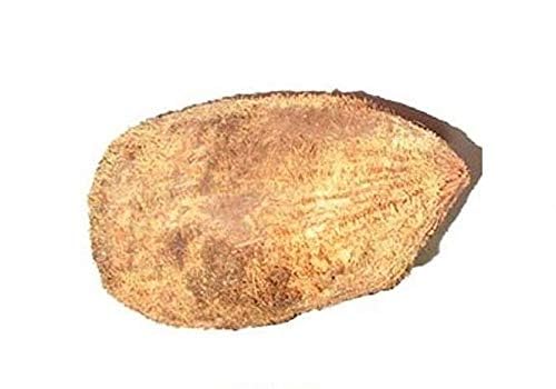 Pujahome Ekakshee/Ekakshi Nariyal/One Eye Coconut for Pooja Vastu & Fengshui (Pack of 2)