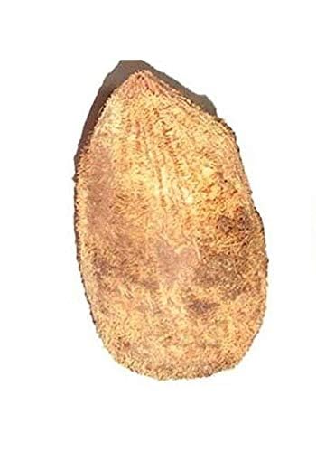 Pujahome Ekakshee/Ekakshi Nariyal/One Eye Coconut for Pooja Vastu & Fengshui (Pack of 2)