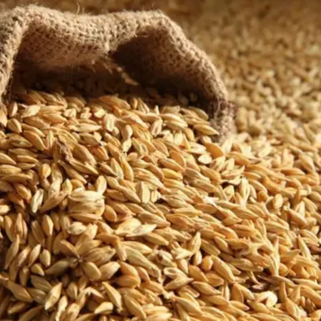 Pujahome Organic Nature Raw Barley Seeds Jau For Puja (1 Kg Pack)