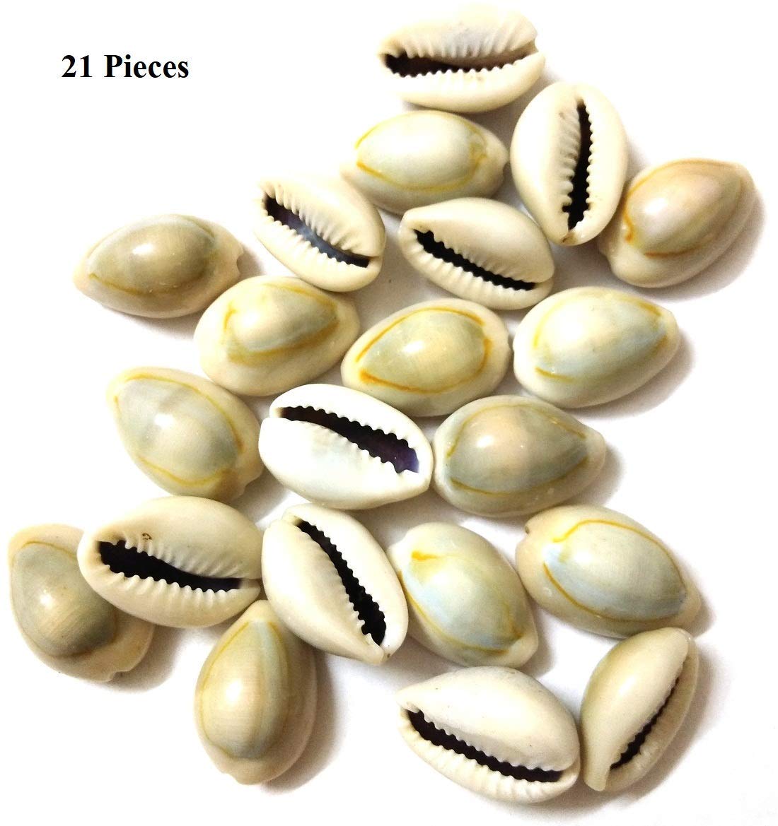 Pujahome Authentic Kawdi, Kaudi, Kowdi, Cowrie, Koudi, Kodi Shells Stone Packet - Set of 21: Essential for Laxmi Puja & Rituals, Multifunctional Use