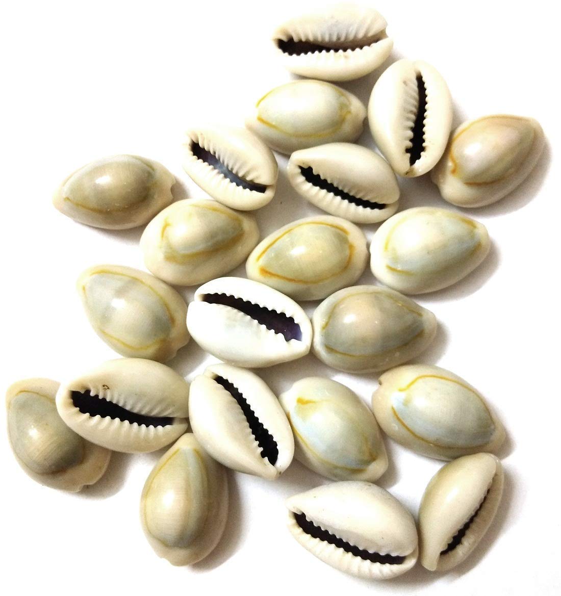 Pujahome Laxmi Puja Essentials Set: Red Gunja/Chirmi Beads, Kamal Gatte, White Kauri/Kaudi, & Gomati Chakra (11 pcs Each) - Ideal for Diwali Worship & Protection