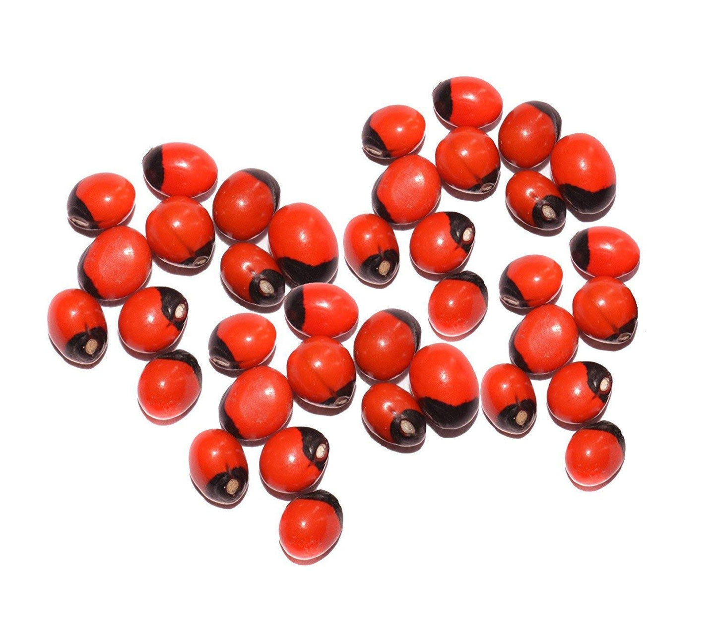 Pujahome Laxmi Puja Essentials Set: Red Gunja/Chirmi Beads, Kamal Gatte, White Kauri/Kaudi, & Gomati Chakra (11 pcs Each) - Ideal for Diwali Worship & Protection