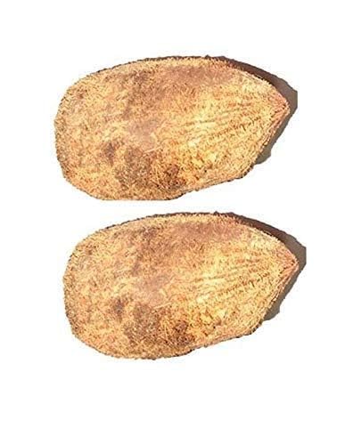 Pujahome Ekakshee/Ekakshi Nariyal/One Eye Coconut for Pooja Vastu & Fengshui (Pack of 2)