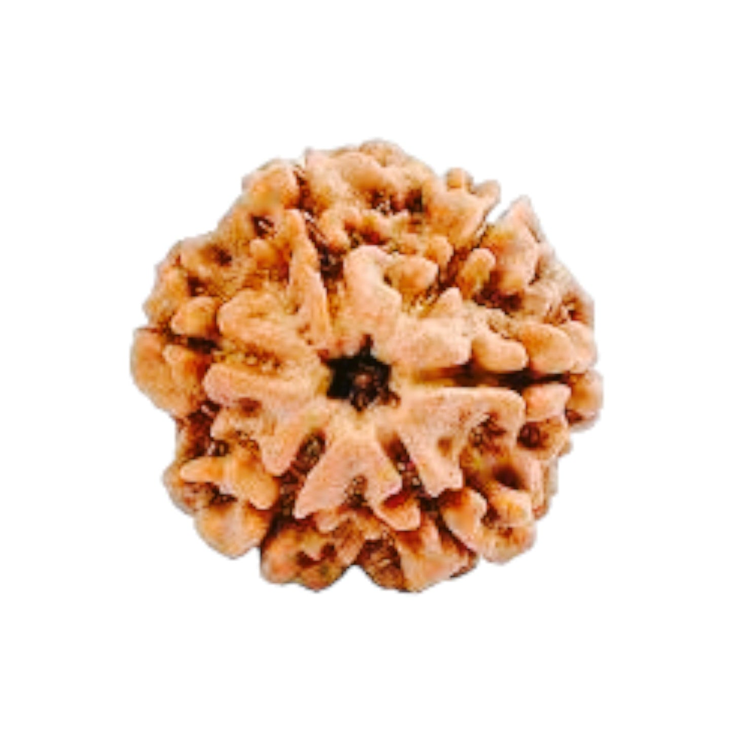 Pujahome 6 Mukhi Rudraksha Original Lab Certified Brown