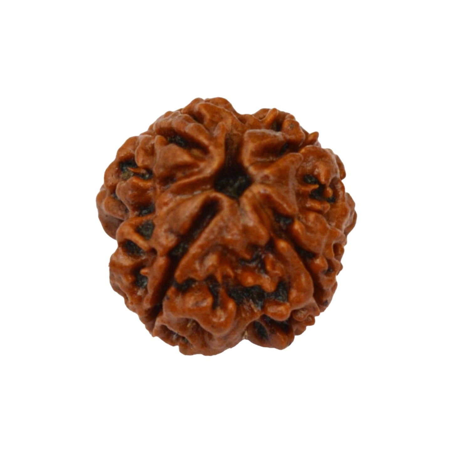 4 Mukhi Rudraksha Original Lab Certified Brown
