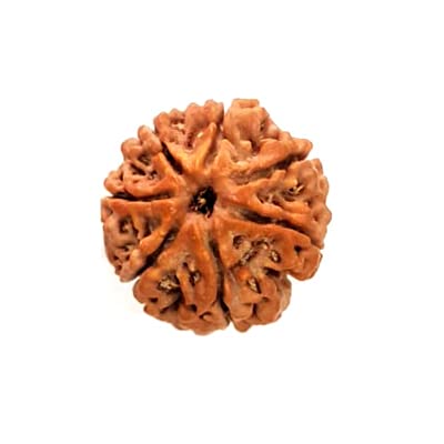 पूजाहोम 7 मुखी नेपाली रुद्राक्ष, मूल लैब प्रमाणित भूरा/सात मुखी (7 मुखी) रुद्राक्ष प्राकृतिक