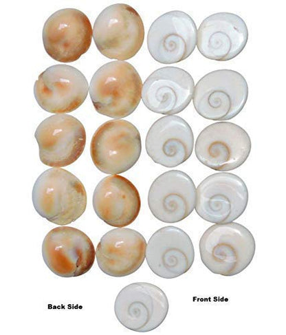 पूजाहोम प्रामाणिक सफेद गोमती चक्र (21 टुकड़े) दिवाली पूजा के लिए - आध्यात्मिक अनुष्ठानों के लिए प्राकृतिक और शुद्ध