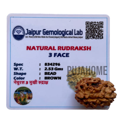 3 Mukhi Rudraksha Original Lab Certified