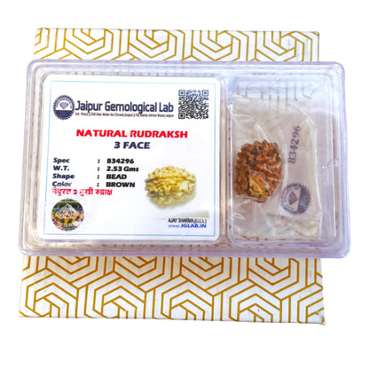 3 Mukhi Rudraksha Original Lab Certified